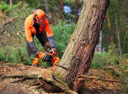 How Our Tree Care Process Works  in  Lynchburg, VA