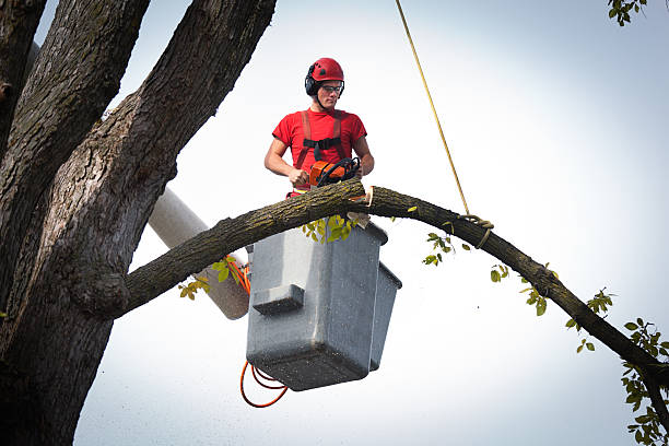 Reliable Lynchburg, VA Tree Care Services Solutions